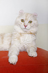 American Curl