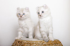 American Curl Ktzchen