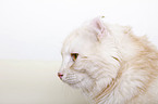 American Curl Portrait