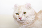 American Curl Portrait