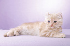 American Curl Ktzchen