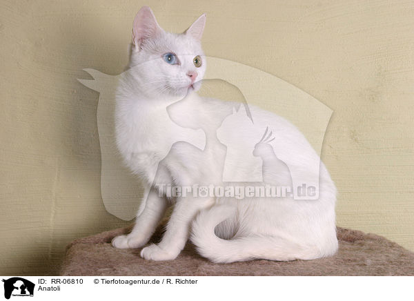 Anatoli / Anatolian - turkish shorthair / RR-06810