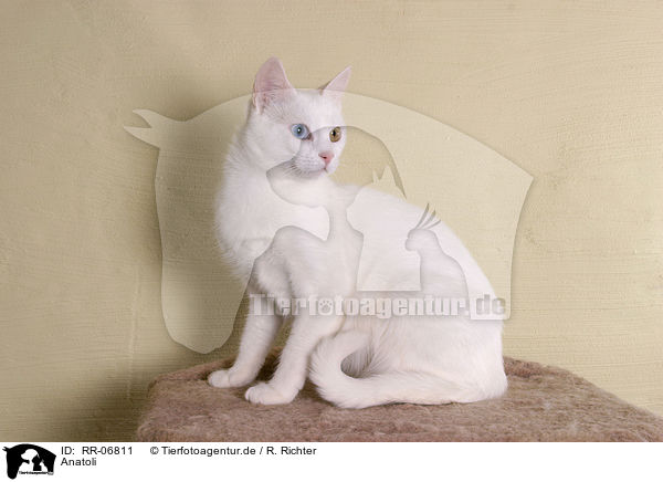 Anatoli / Anatolian - turkish shorthair / RR-06811