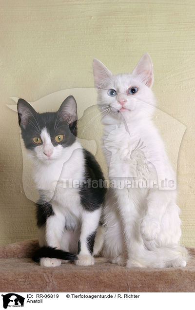Anatoli / Anatolian - turkish shorthair / RR-06819