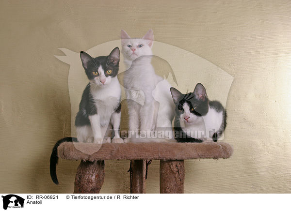 Anatoli / Anatolian - turkish shorthair / RR-06821
