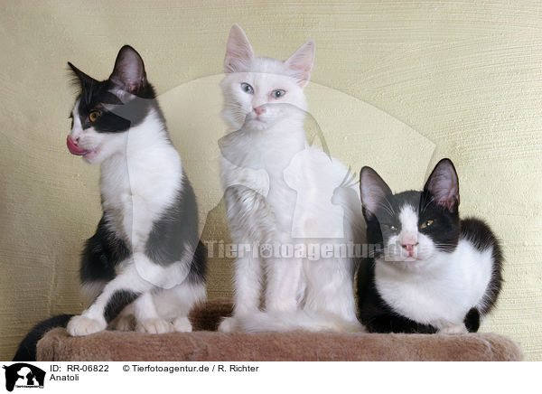 Anatoli / Anatolian - turkish shorthair / RR-06822