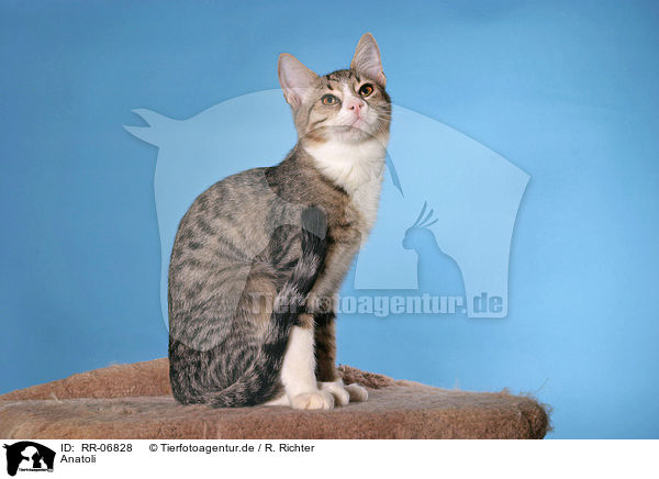 Anatoli / Anatolian - turkish shorthair / RR-06828