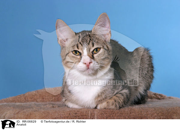 Anatoli / Anatolian - turkish shorthair / RR-06829