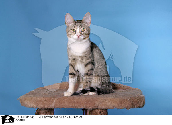 Anatoli / Anatolian - turkish shorthair / RR-06831