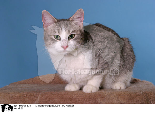 Anatoli / Anatolian - turkish shorthair / RR-06834