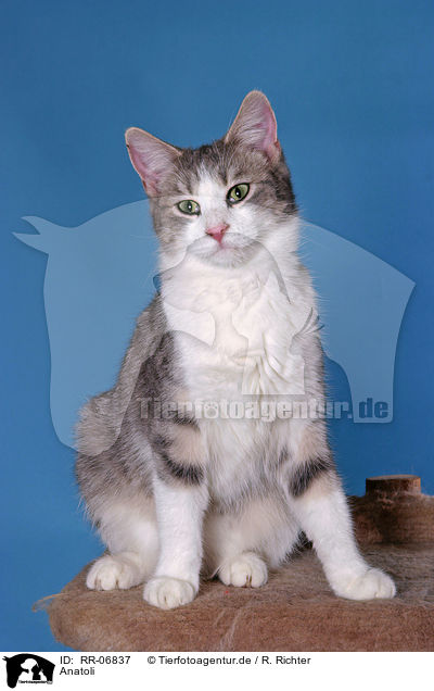 Anatoli / Anatolian - turkish shorthair / RR-06837