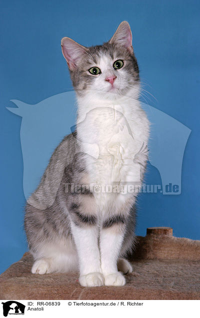 Anatoli / Anatolian - turkish shorthair / RR-06839