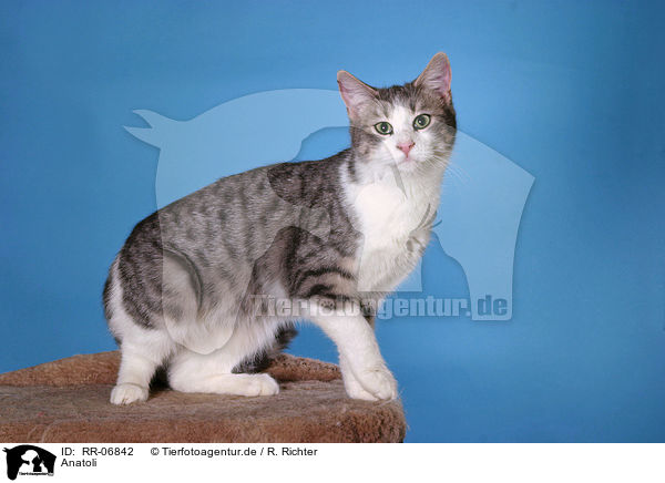 Anatoli / Anatolian - turkish shorthair / RR-06842