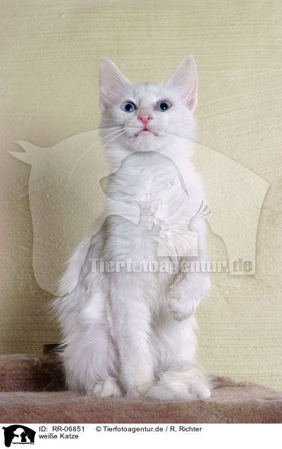 weie Katze / white cat / RR-06851