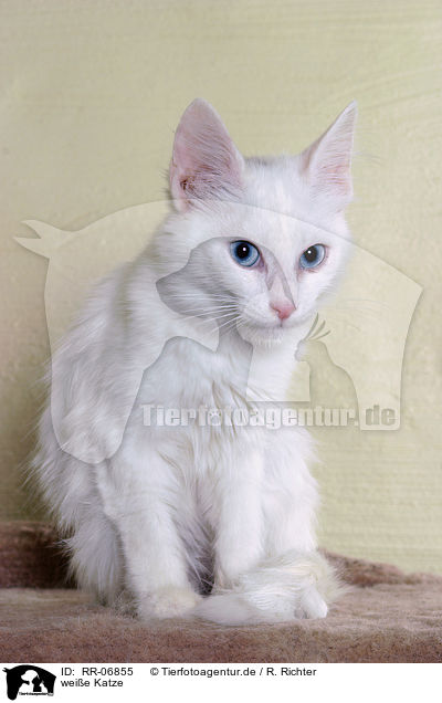 weie Katze / white cat / RR-06855