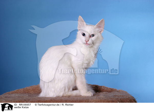 weie Katze / white cat / RR-06857
