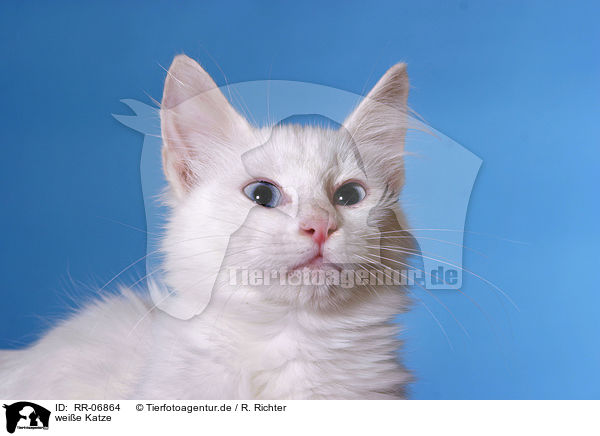 weie Katze / white cat / RR-06864