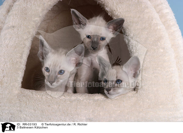 3 Balinesen Ktzchen / 3 kitten / RR-03193