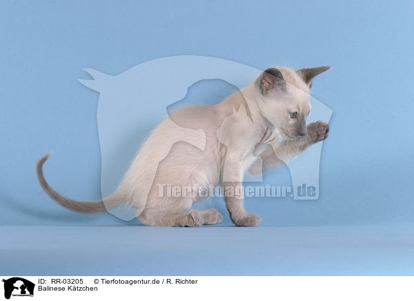 Balinese Ktzchen / Balinese kitten / RR-03205