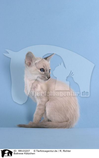 Balinese Ktzchen / Balinese kitten / RR-03207