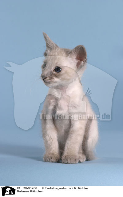 Balinese Ktzchen / Balinese kitten / RR-03208