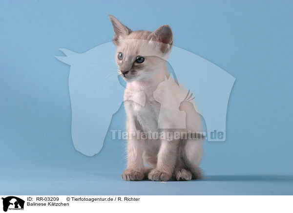 Balinese Ktzchen / Balinese kitten / RR-03209