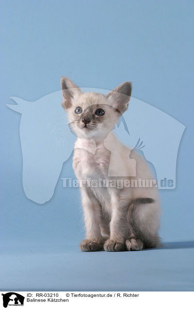 Balinese Ktzchen / Balinese kitten / RR-03210