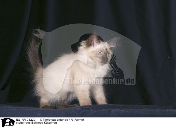 stehendes Balinese Ktzchen / standing balinese kitty / RR-03229