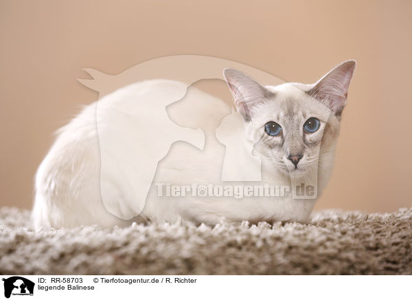 liegende Balinese / lying Balinese / RR-58703