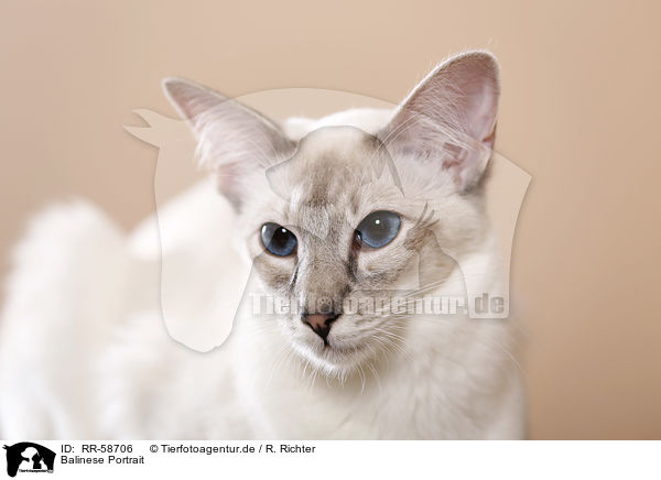 Balinese Portrait / Balinese Portrait / RR-58706