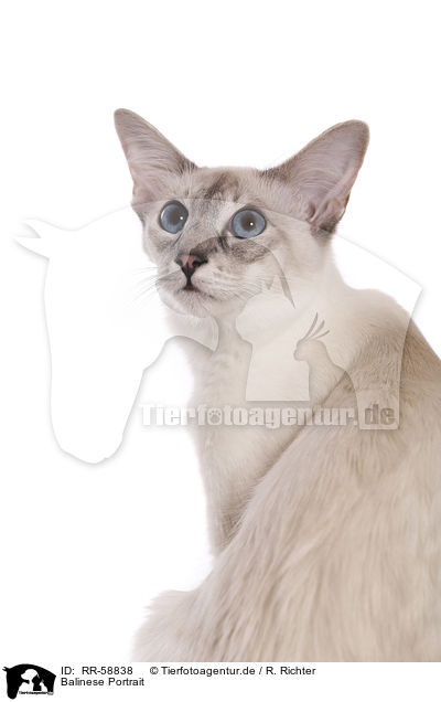 Balinese Portrait / Balinese Portrait / RR-58838