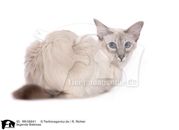 liegende Balinese / RR-58841