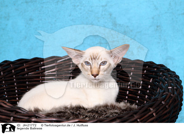 liegende Balinese / lying Balinese Cat / JH-21772