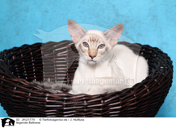 liegende Balinese / lying Balinese Cat / JH-21774