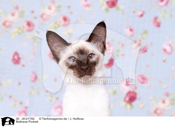 Balinese Portrait / Balinese Cat Portrait / JH-21782