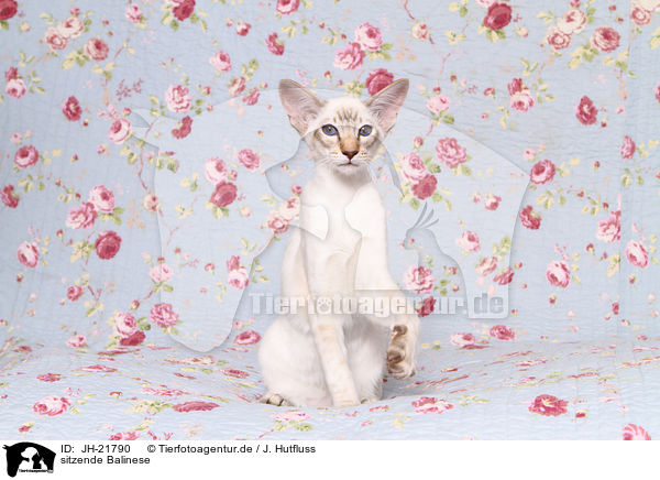 sitzende Balinese / sitting Balinese Cat / JH-21790