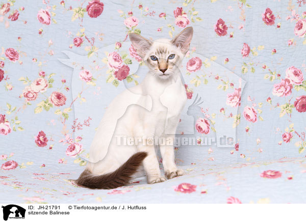 sitzende Balinese / sitting Balinese Cat / JH-21791