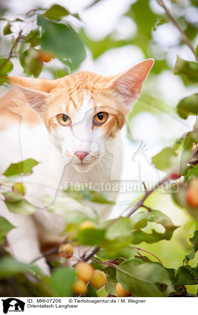Orientalisch Langhaar / Oriental Longhair Cat / MW-07206