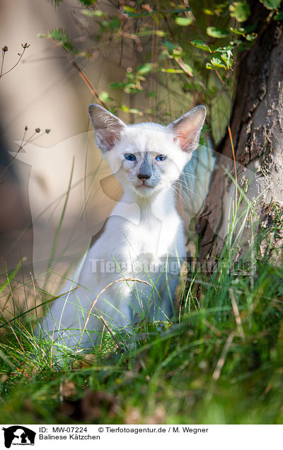 Balinese Ktzchen / Balinese Kitten / MW-07224