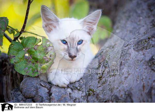 Balinese auf dem Baum / MW-07233