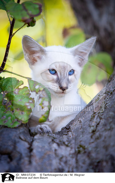 Balinese auf dem Baum / MW-07234