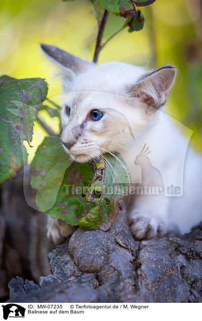 Balinese auf dem Baum / MW-07235