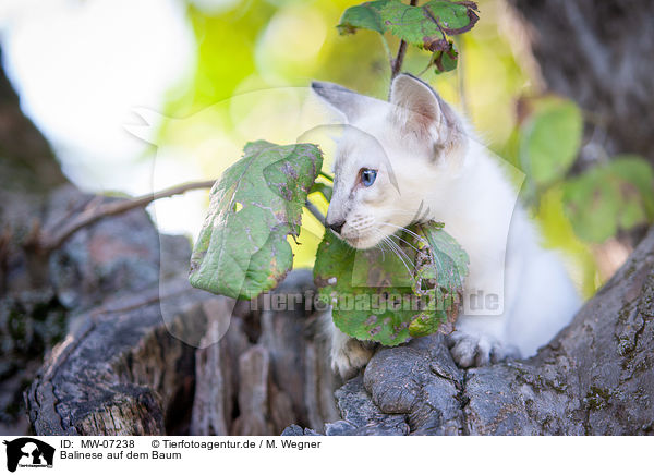 Balinese auf dem Baum / MW-07238