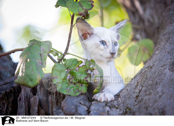 Balinese auf dem Baum / MW-07244