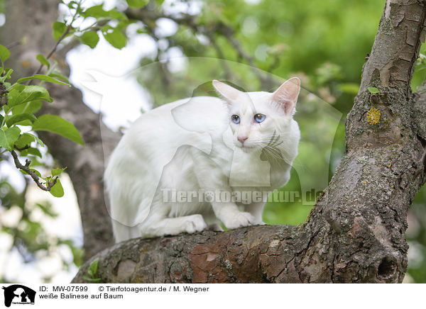 weie Balinese auf Baum / MW-07599