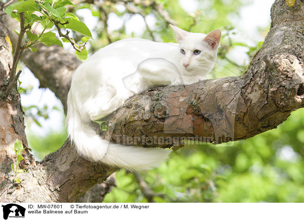 weie Balinese auf Baum / white Balinese on tree / MW-07601