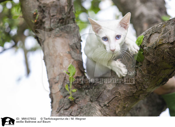 weie Balinese auf Baum / white Balinese on tree / MW-07602