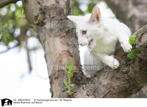 weie Balinese auf Baum / white Balinese on tree / MW-07603