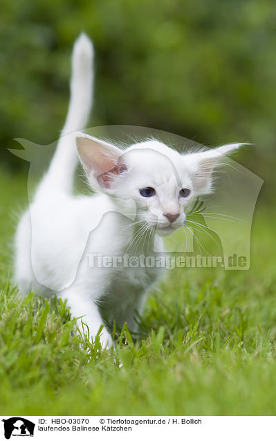 laufendes Balinese Ktzchen / walking Balinese Kitten / HBO-03070