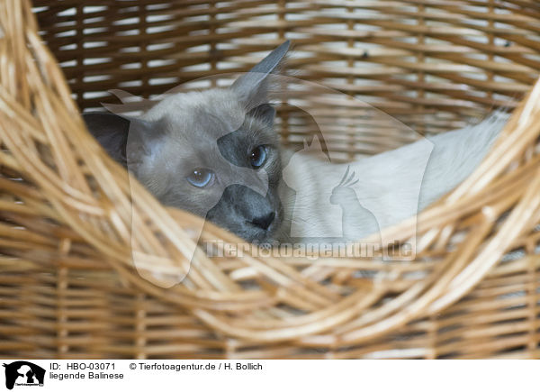 liegende Balinese / lying Balinese Cat / HBO-03071